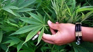 Спипаха двама да отглеждат канабис