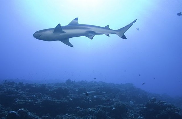 Откриха неизвестен вид акули, изчезнали от лицето на планетата