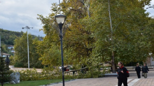 Силният вятър повали две дървета в Ловеч