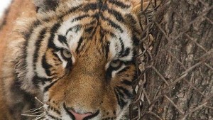 Препроектират Зоопарка в Пловдив заради липсата на големи котки