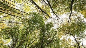 Югоизточно държавно предприятие Сливен залесява 450 000 фиданки