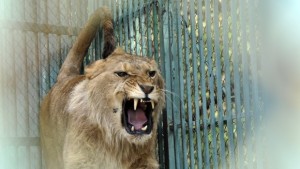 Вижте найновия обитател на зоокъта в Хасково СНИМКИ