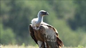 Френска телевизия снима филм за лешоядите в Кресненския пролом