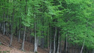 Обучаваха горски служители за отговорно управление на горите