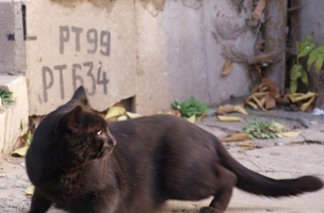Задържаха мъж транжирал улична котка в Бургас