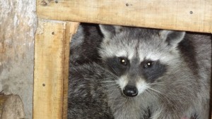 Зоопаркът се сдоби с двойка еноти СНИМКИ