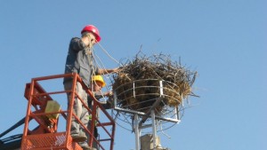 ЕНЕРГОПРО пак монтира щъркелови платформи