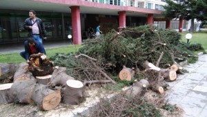 Дърво се отскубна от корените падна пред банка СНИМКИ