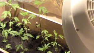 Полицаи хванаха 23 годишен с канабис