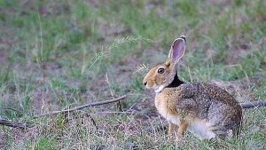 Намалява популацията на дребния дивеч увеличава се тази на хищниците