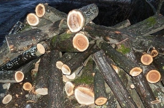 Горски стражари откриха 3.5 кубика незаконно добити дърва за огрев