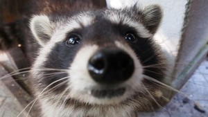 Бебета еноти пристигнаха във варненския зоопарк ВИДЕО