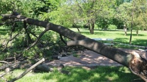 Дървосекач е в критично състояние след като дърво се стоварило