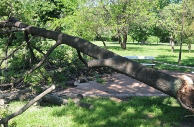 Дървосекач е в критично състояние, след като дърво се стоварило върху него