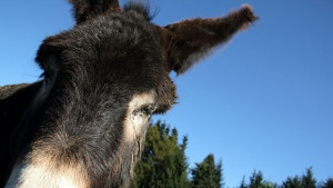 Пет магарета пуснати на търг от горските в Сливен