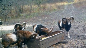 Ловнo стопанствo Балчик начело в класация за трофеи от муфлон