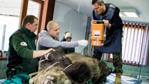 Прегледаха с рентген мечките в Парка над Белица