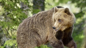 Мечка и малките й изумиха туристи в Сливенския балкан
