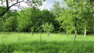 Организират семинар за съвременните методи за напояване в овощарството