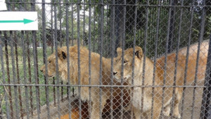 Младите лъвове в зоопарка празнуват рожден ден СНИМКИ