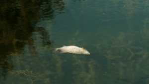 Предстои физико химичен анализ на водата по поречието на река