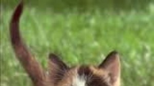 Акция за безплатно кастриране на кучета и котки в Казанлък