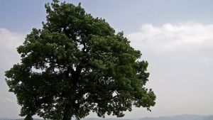 Павликени се включва в акцията Дърво на Европа