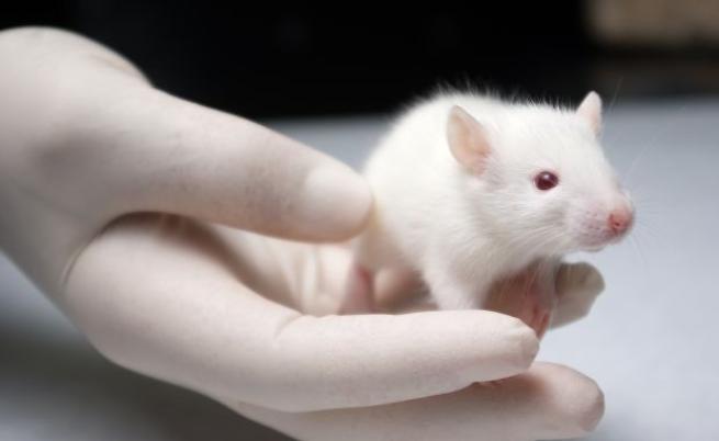 Научен пробив! Създадоха яйцеклетки от клетки на мъжки мишки