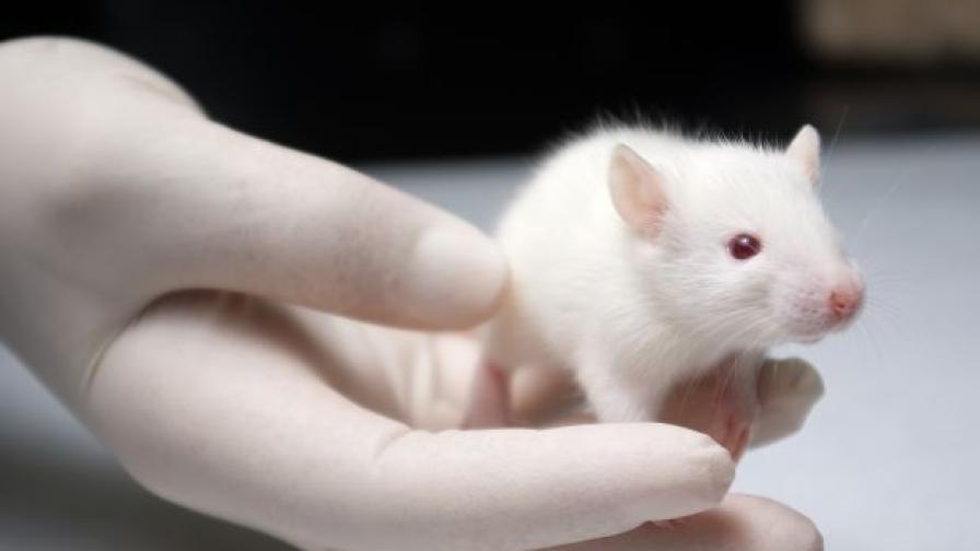 Научен пробив! Създадоха яйцеклетки от клетки на мъжки мишки