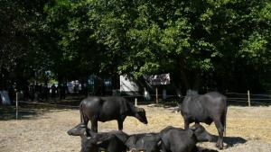 Х тото Национално изложение по животновъдство