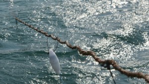 Пингъри помагат при оплитането на делфини в даляните