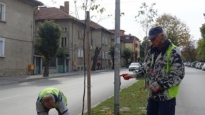 145 фиданки засаждат в Севлиево