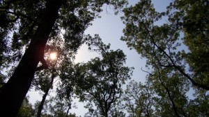 Въвеждат нова електронна система за продажба на дървесина