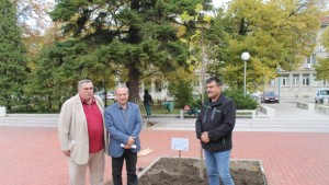 Започва подмяна на дърветата в центъра на Търговище