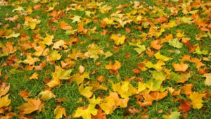 Времето на 22 октомври Облачно валежите спират