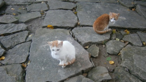 Ще преобладава облачно и мъгливо време