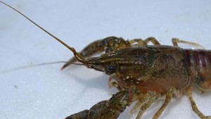 Чужд вид рак влязъл у нас заплашва местните видове СНИМКА