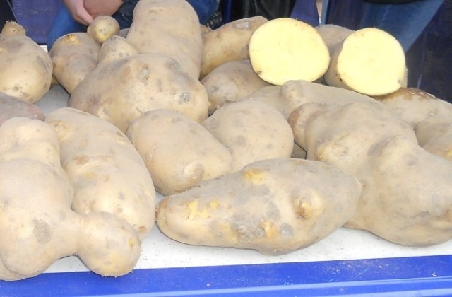 Слаба реколта от картофи отчитат в Смолянско