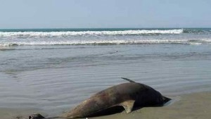 Защо умират делфините в Черно море