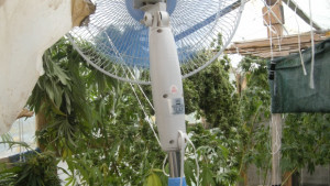 Силистренски криминалисти разкриха наркооранжения в частен имот в село Айдемир