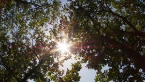 Дъб от с Насалевци ще ни представи в конкурса Европейско