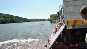 Зарибяват езерото Липник с едри шарани