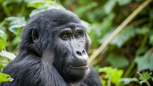 Популациите на гръбначни животни се топят алармира WWF