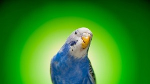 Приказлив папагал издаде изневярата на господаря си