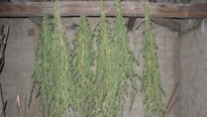 Хванаха млад мъж да суши марихуана