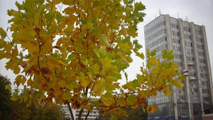 Пореден протест срещу ромските стипендии в Добрич