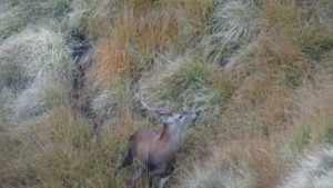 С ритуални сражения помежду си рогачите впечатляват кошутите и налагат
