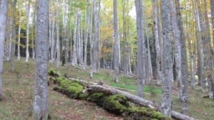 Вековните букови гори на НП Централен Балкан стават част от