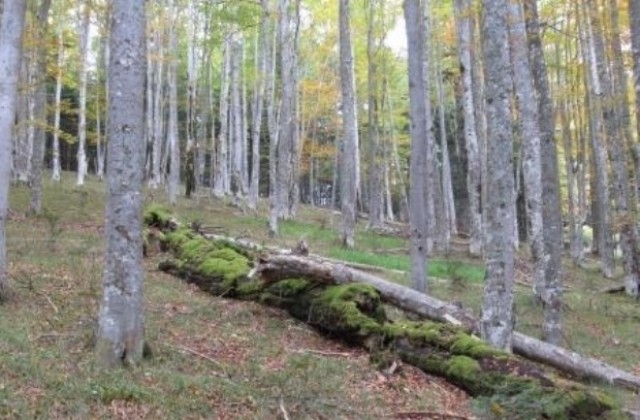 Вековните букови гори на НП „Централен Балкан стават  част от световното природно наследство към ЮНЕСКО