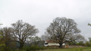 Дърво с корен 2016 е дъбът от с Насалевци Зимният